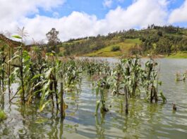Fuertes lluvias afectan a más de 5,500 hectáreas de cultivos en el Perú Fuertes lluvias afectan más de 5,500 hectáreas de cultivos en el Perú