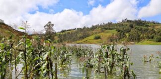 Fuertes lluvias afectan a más de 5,500 hectáreas de cultivos en el Perú Fuertes lluvias afectan más de 5,500 hectáreas de cultivos en el Perú