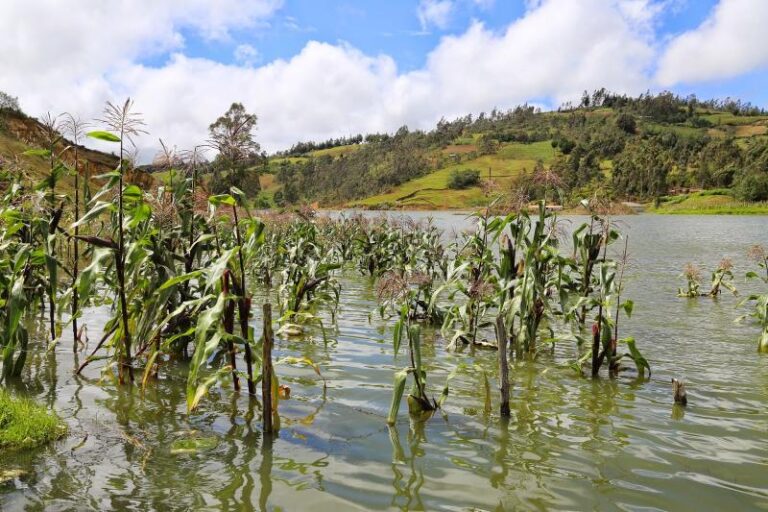Fuertes lluvias afectan más de 5,500 hectáreas de cultivos en el Perú