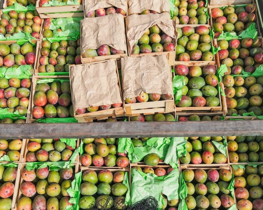 Pequeños productores de Piura logran colocar 12 toneladas de mango Kent en Lima