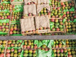 Pequeños productores de Piura logran colocar 12 toneladas de mango Kent en Lima Pequeños productores de Piura logran colocar 12 toneladas de mango Kent en Lima
