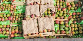 Pequeños productores de Piura logran colocar 12 toneladas de mango Kent en Lima Pequeños productores de Piura logran colocar 12 toneladas de mango Kent en Lima