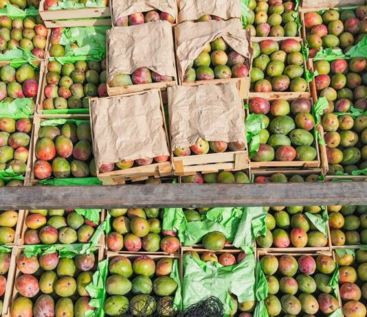 Pequeños productores de Piura logran colocar 12 toneladas de mango Kent en Lima Pequeños productores de Piura logran colocar 12 toneladas de mango Kent en Lima