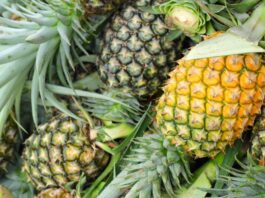 Piña peruana registra el mejor enero de su historia con exportaciones por US$ 3.6 millones Piña peruana registra el mejor enero de su historia con exportaciones por US$ 3.6 millones