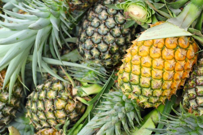 Piña peruana registra el mejor enero de su historia con exportaciones por US$ 3.6 millones