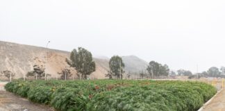 Ministerio de Vivienda publica catálogo de plantas eficientes para el tratamiento de aguas residuales Ministerio de Vivienda publica catálogo de plantas eficientes para el tratamiento de aguas residuales