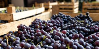 Uva peruana rompe récord: supera los US$ 1,977 millones en exportaciones y apunta a los US$ 2,000 millones Uva peruana rompe récord: supera los US$ 1,977 millones en exportaciones y apunta a los US$ 2,000 millones