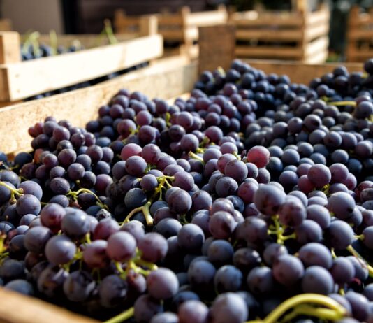 Uva peruana rompe récord: supera los US$ 1,977 millones en exportaciones y apunta a los US$ 2,000 millones Uva peruana rompe récord: supera los US$ 1,977 millones en exportaciones y apunta a los US$ 2,000 millones