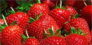 Exportaciones de fresa peruana crecen en enero impulsadas por Estados Unidos, Canadá y Japón Exportaciones de fresa peruana crecen en enero impulsadas por Estados Unidos, Canadá y Japón