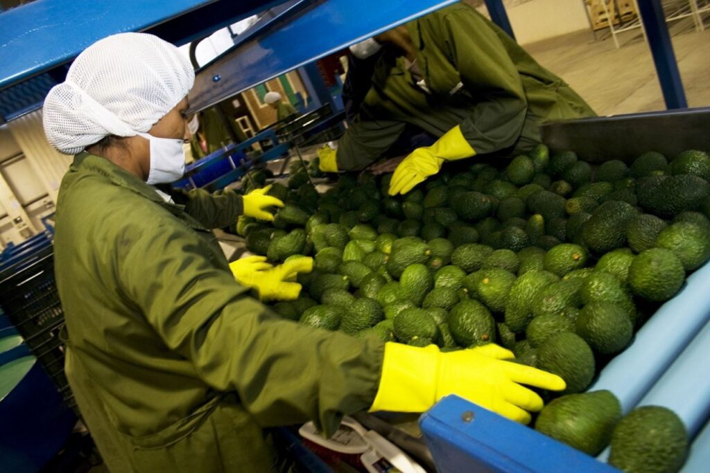 Comercio mundial de alimentos crecería 1.5% en 2025 y abriría nuevas oportunidades para el agro peruano