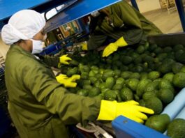 Comercio mundial de alimentos crecería 1.5% en 2025 y abriría nuevas oportunidades para el agro peruano Comercio mundial de alimentos crecería 1.5% en 2025 y abriría nuevas oportunidades para el agro peruano