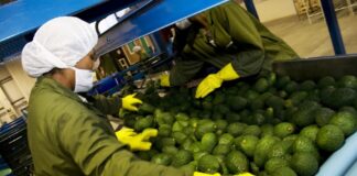 Comercio mundial de alimentos crecería 1.5% en 2025 y abriría nuevas oportunidades para el agro peruano Comercio mundial de alimentos crecería 1.5% en 2025 y abriría nuevas oportunidades para el agro peruano