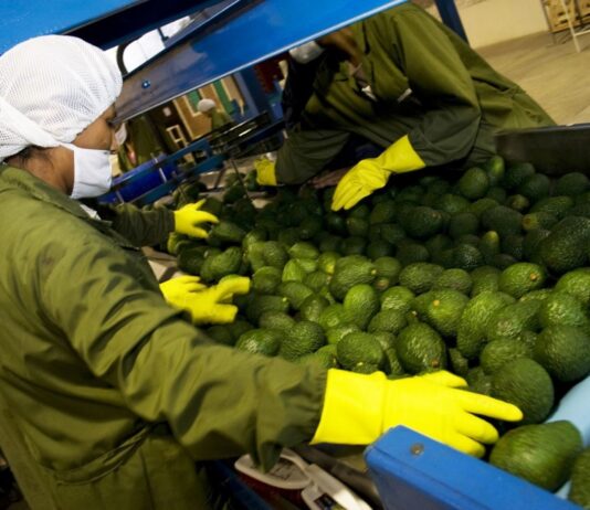 Comercio mundial de alimentos crecería 1.5% en 2025 y abriría nuevas oportunidades para el agro peruano Comercio mundial de alimentos crecería 1.5% en 2025 y abriría nuevas oportunidades para el agro peruano