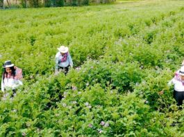Bono para agricultores 2025: Gobierno aprobó el apoyo económico a perjudicados por lluvias Bono para agricultores 2025: Gobierno aprobó el apoyo económico a perjudicados por lluvias