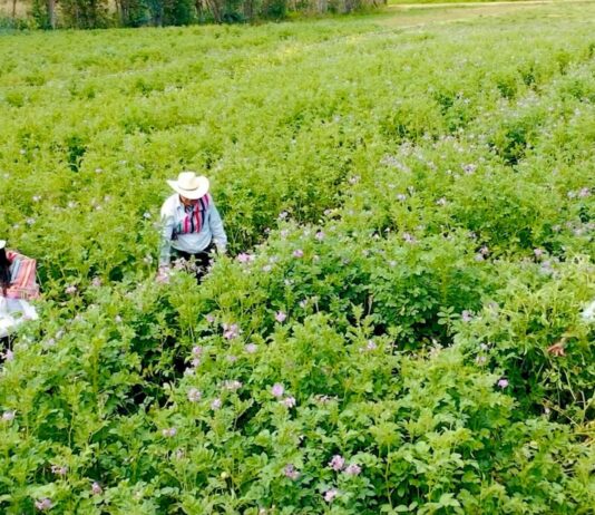 Bono para agricultores 2025: Gobierno aprobó el apoyo económico a perjudicados por lluvias Bono para agricultores 2025: Gobierno aprobó el apoyo económico a perjudicados por lluvias