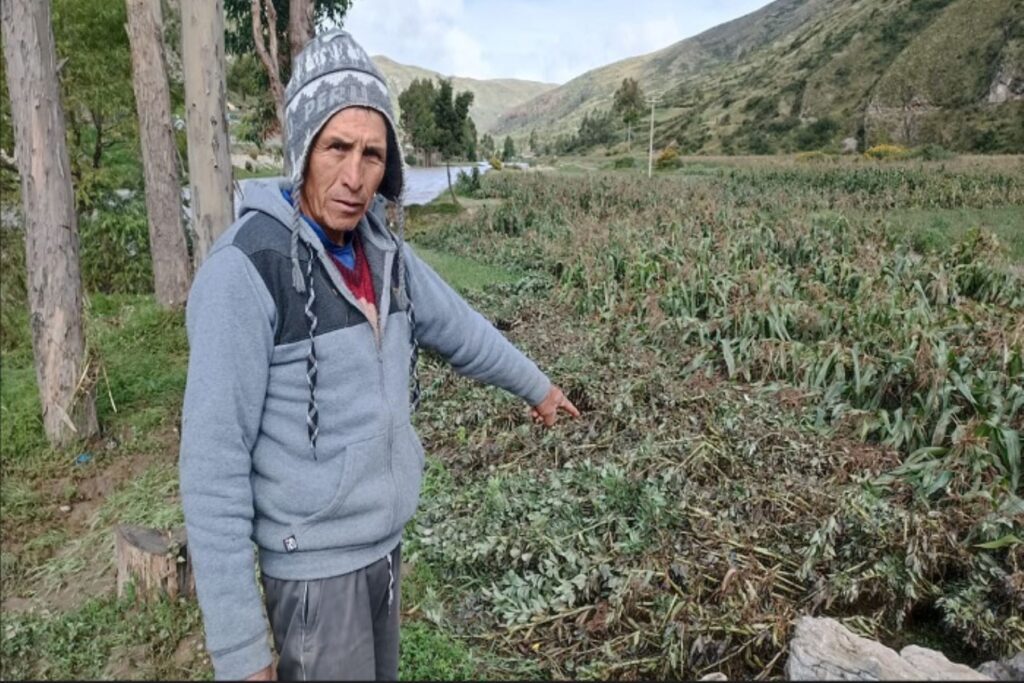 Impacto de las lluvias en Perú: Más de 16 mil hectáreas de cultivo perdidas hasta marzo 2025