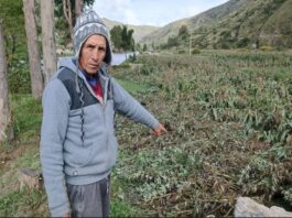 Impacto de las lluvias en Perú: Más de 16 mil hectáreas de cultivo perdidas hasta marzo 2025 Impacto de las lluvias en Perú: Más de 16 mil hectáreas de cultivo perdidas hasta marzo 2025