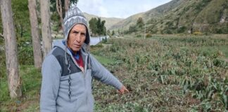 Impacto de las lluvias en Perú: Más de 16 mil hectáreas de cultivo perdidas hasta marzo 2025 Impacto de las lluvias en Perú: Más de 16 mil hectáreas de cultivo perdidas hasta marzo 2025
