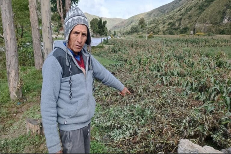 Impacto de las lluvias en Perú: Más de 16 mil hectáreas de cultivo perdidas hasta marzo 2025