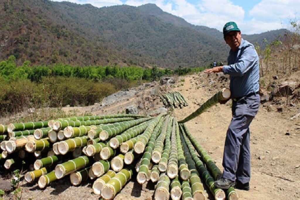 Serfor impulsa registro de plantaciones de bambú en Piura para fortalecer su comercialización
