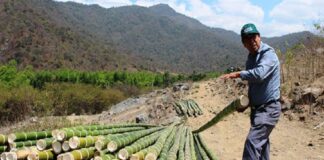 Serfor impulsa registro de plantaciones de bambú en Piura para fortalecer su comercialización Serfor impulsa registro de plantaciones de bambú en Piura para fortalecer su comercialización