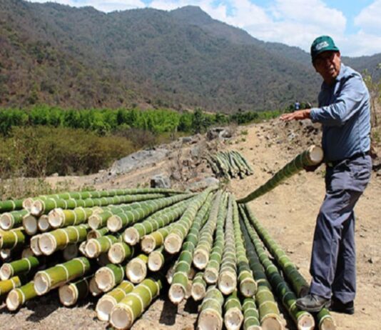 Serfor impulsa registro de plantaciones de bambú en Piura para fortalecer su comercialización Serfor impulsa registro de plantaciones de bambú en Piura para fortalecer su comercialización