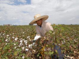 Siembra de algodón avanza en la región Piura con apoyo técnico a productores Siembra de algodón avanza en la región Piura con apoyo técnico a productores