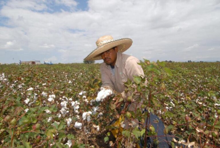 Siembra de algodón avanza en la región Piura con apoyo técnico a productores