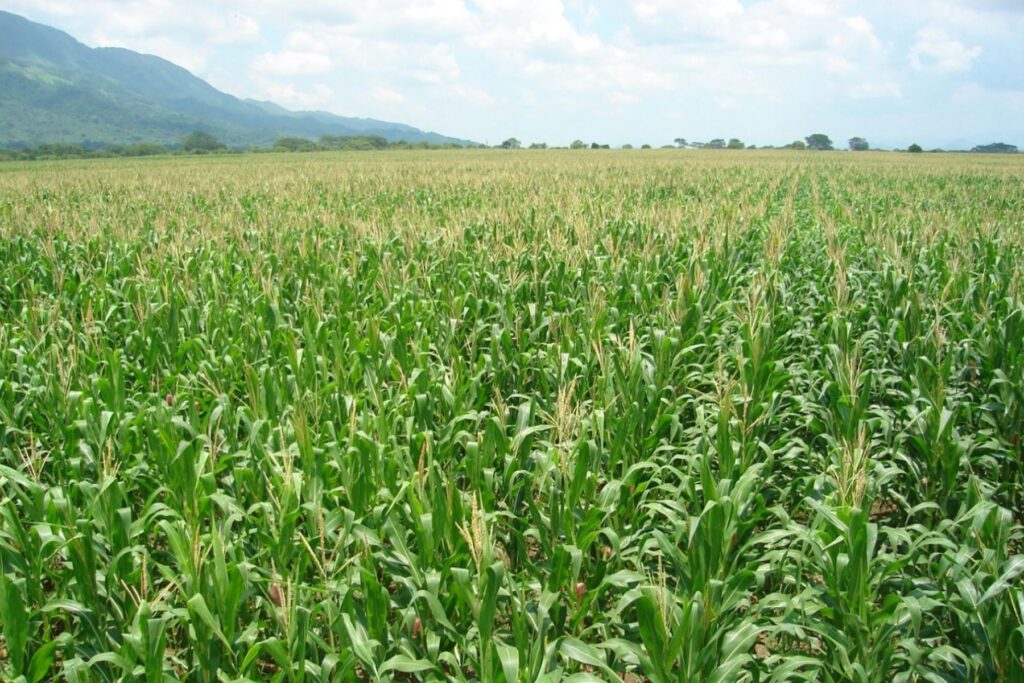 Agricultura en riesgo crece el uso de plaguicidas no autorizados en el Perú
