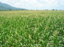 Agricultura en riesgo: crece el uso de plaguicidas no autorizados en el Perú Agricultura en riesgo crece el uso de plaguicidas no autorizados en el Perú