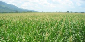 Agricultura en riesgo: crece el uso de plaguicidas no autorizados en el Perú Agricultura en riesgo crece el uso de plaguicidas no autorizados en el Perú