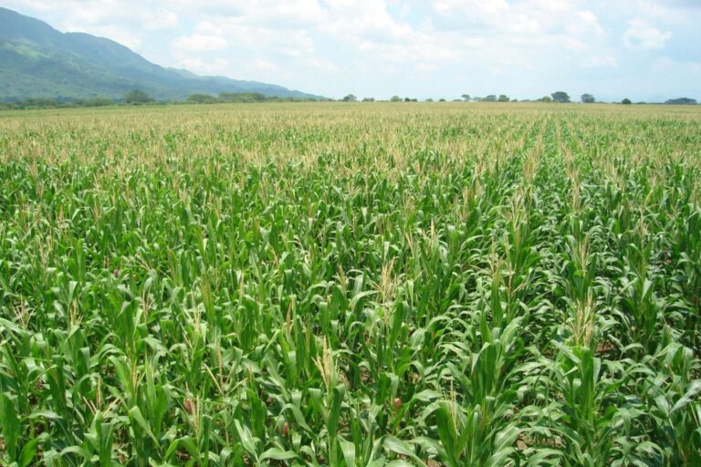 Agricultura en riesgo crece el uso de plaguicidas no autorizados en el Perú