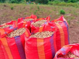 CAES Piura se consolida como el principal exportador de maní orgánico al mercado francés CAES Piura se consolida como el principal exportador de maní orgánico al mercado francés