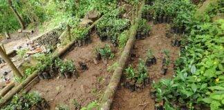 Caficultores de Lalaquiz reciben asistencia técnica para optimizar instalación de cultivos Caficultores de Lalaquiz reciben asistencia técnica para optimizar instalación de cultivos