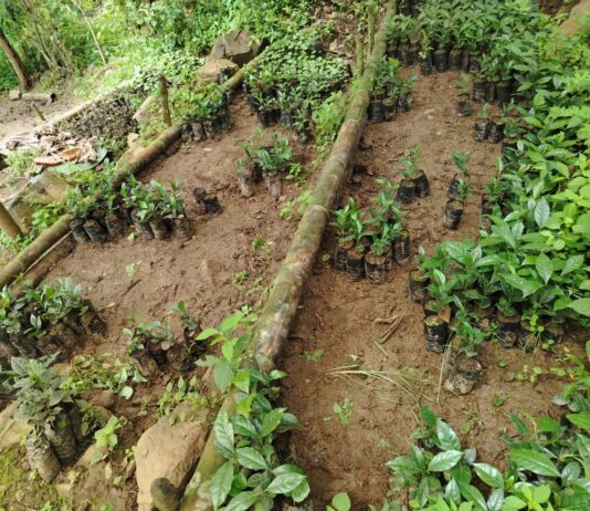 Caficultores de Lalaquiz reciben asistencia técnica para optimizar instalación de cultivos Caficultores de Lalaquiz reciben asistencia técnica para optimizar instalación de cultivos