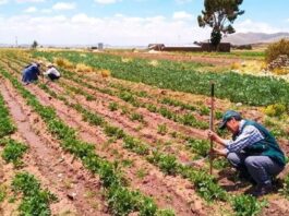 Congreso evaluará nueva Ley de Promoción Agraria para fortalecer la inversión en el campo Congreso evaluará nueva Ley de Promoción Agraria para fortalecer la inversión en el campo