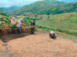 Productores de Ayabaca logran exportar 140 toneladas de maní orgánico a Francia Productores de Ayabaca logran exportar 140 toneladas de maní orgánico a Francia