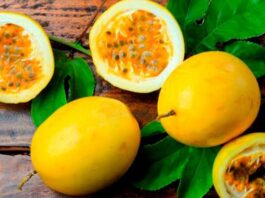 Exportaciones de maracuyá crecieron 43% en volumen durante marzo de 2025 Exportaciones de maracuyá crecieron 43% en volumen durante marzo de 2025