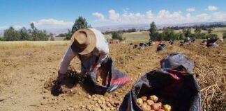 Agrobanco ofrece el Warrant como impulso financiero para agricultores: ¿Cómo funciona y dónde acceder? Presentan el Warrant como impulso financiero para agricultores: ¿Cómo funciona y cómo acceder?