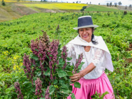Ley de industrialización de granos andinos impulsará la agricultura familiar Ley de industrialización de granos andinos impulsará la agricultura familiar