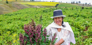 Ley de industrialización de granos andinos impulsará la agricultura familiar Ley de industrialización de granos andinos impulsará la agricultura familiar