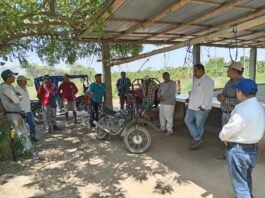 Instalan parcela piloto de ajonjolí en Querecotillo como alternativa para pequeños productores Instalan parcela piloto de ajonjolí en Querecotillo como alternativa para pequeños productores