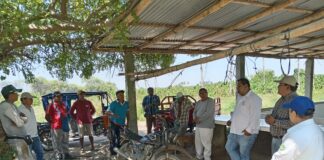 Instalan parcela piloto de ajonjolí en Querecotillo como alternativa para pequeños productores Instalan parcela piloto de ajonjolí en Querecotillo como alternativa para pequeños productores