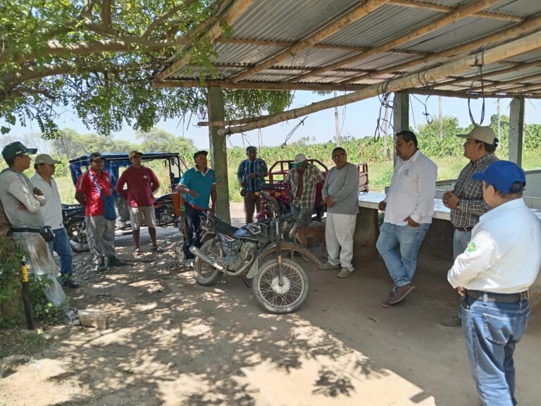 Instalan parcela piloto de ajonjolí en Querecotillo como alternativa para pequeños productores