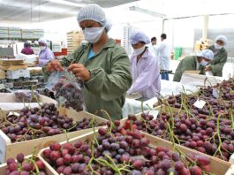 Exportaciones piuranas crecen 11 % en el primer trimestre del 2025 Exportaciones piuranas crecen 11 % en el primer trimestre del 2025