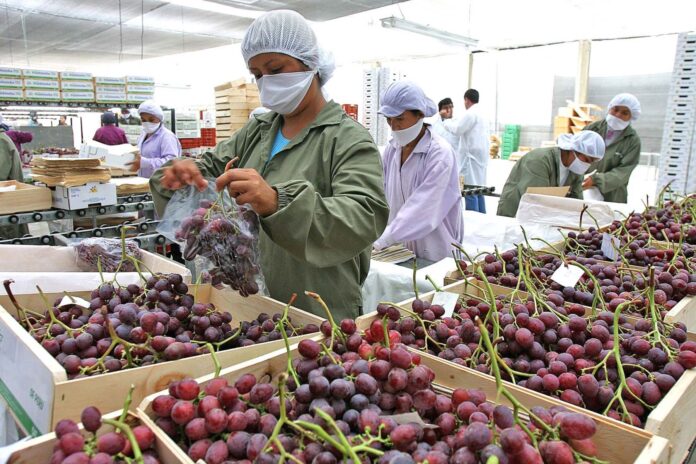 Más del 70 % de las exportaciones peruanas provienen de zonas áridas Exportaciones piuranas crecen 11 % en el primer trimestre del 2025