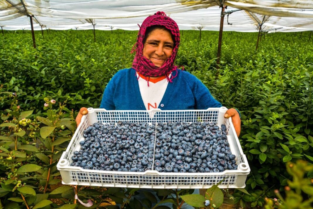 Perú encabeza el crecimiento regional en exportaciones no tradicionales, según el BCR