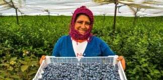 Perú encabeza el crecimiento regional en exportaciones no tradicionales, según el BCR Perú encabeza el crecimiento regional en exportaciones no tradicionales, según el BCR