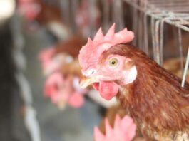 Perú obtiene reconocimiento internacional como país libre de influenza aviar en aves de corral Perú obtiene reconocimiento internacional como país libre de influenza aviar en aves de corral