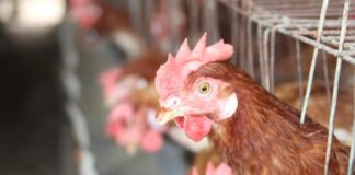 Perú obtiene reconocimiento internacional como país libre de influenza aviar en aves de corral Perú obtiene reconocimiento internacional como país libre de influenza aviar en aves de corral